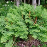 Dalekoistočna paprat: opis, sadnja i njega